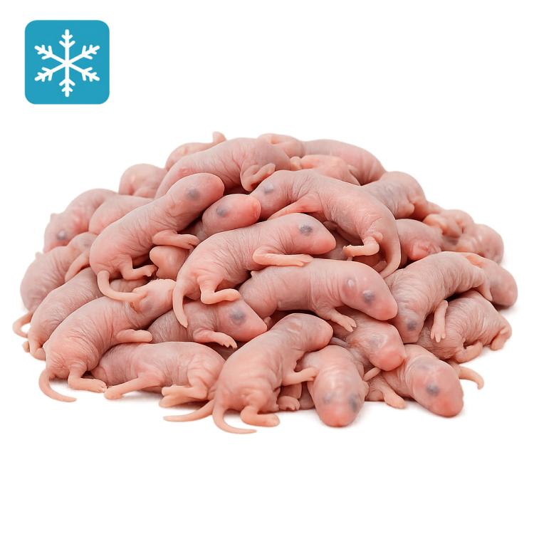 Babymaus 1-2 Tage - Frostfutter