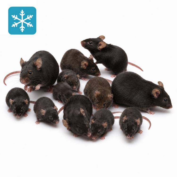 Mix-Maus 8-35g nur schwarz/braun 1,0 kg