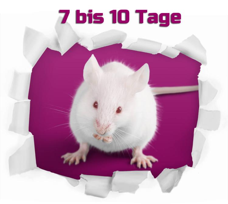 Maus Fuzzy 7-10 Tage 25 Stück