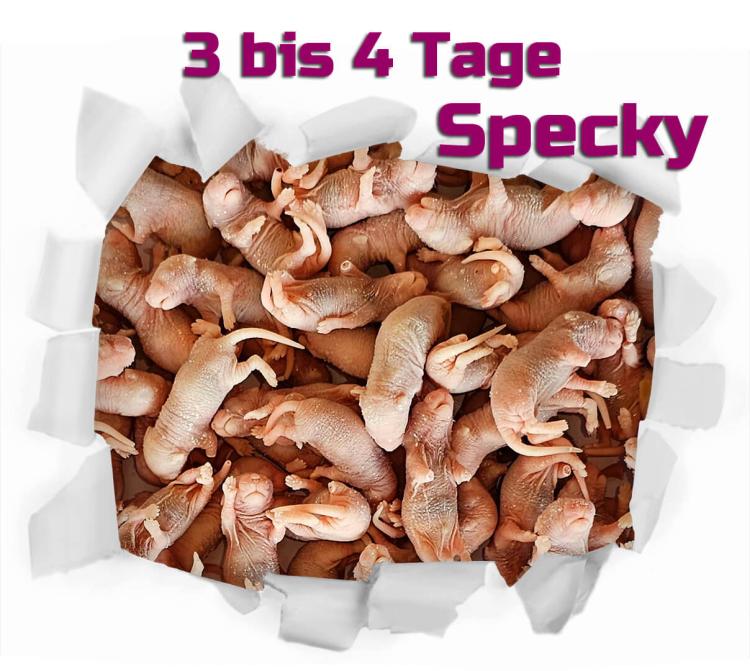 Maus Specky  3-4 Tage 25 Stück