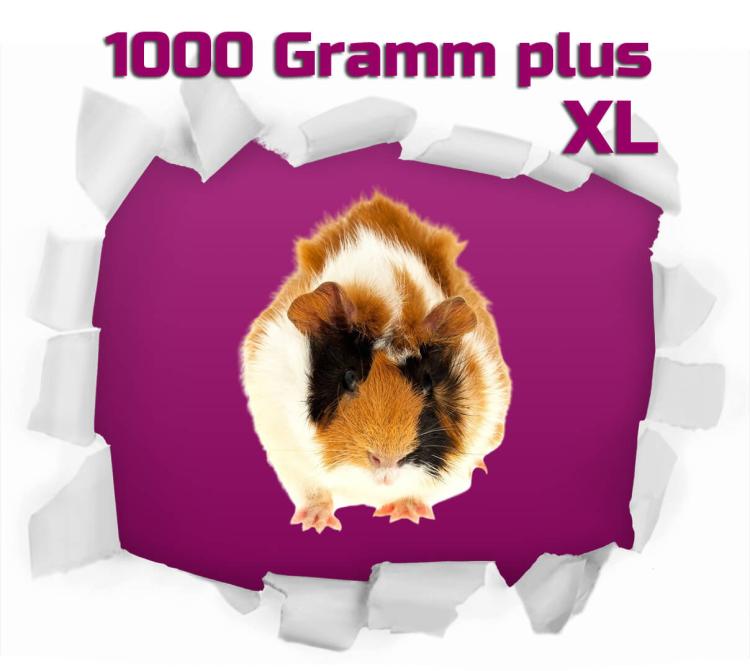 Meerschweinchen 1 Stück 1000g+ - Forstfutter
