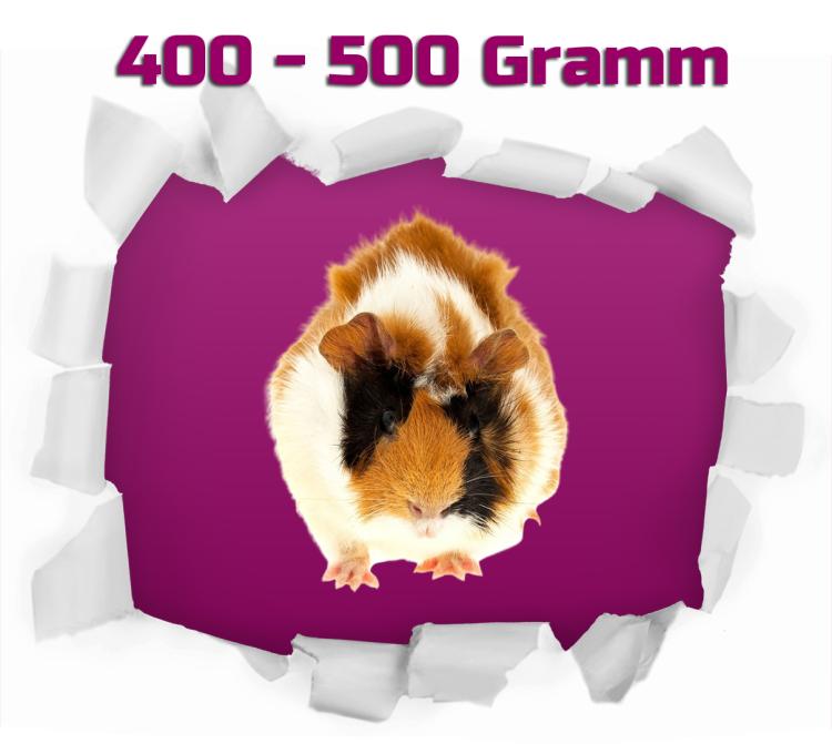 Meerschweinchen 1 Stück 400-500g