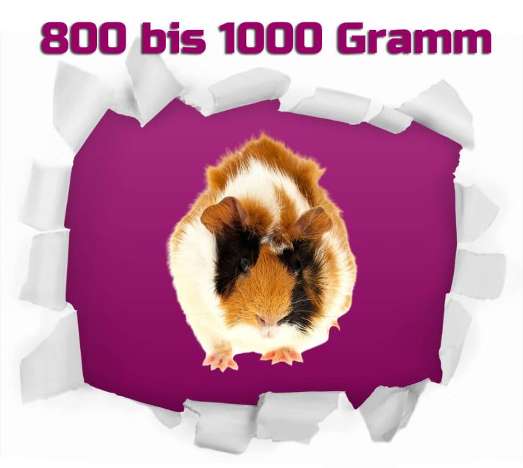 Meerschweinchen 1 Stück 800-1000g