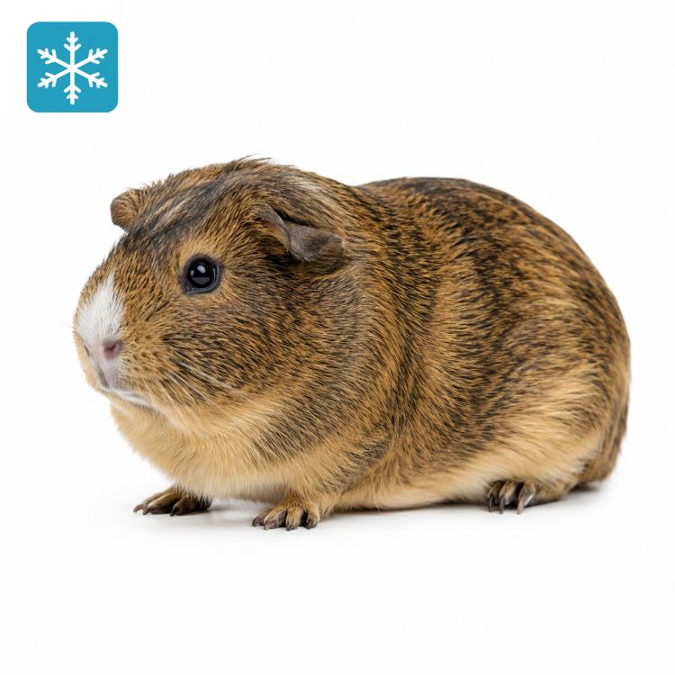 Meerschweinchen 1 Stück 300-400g