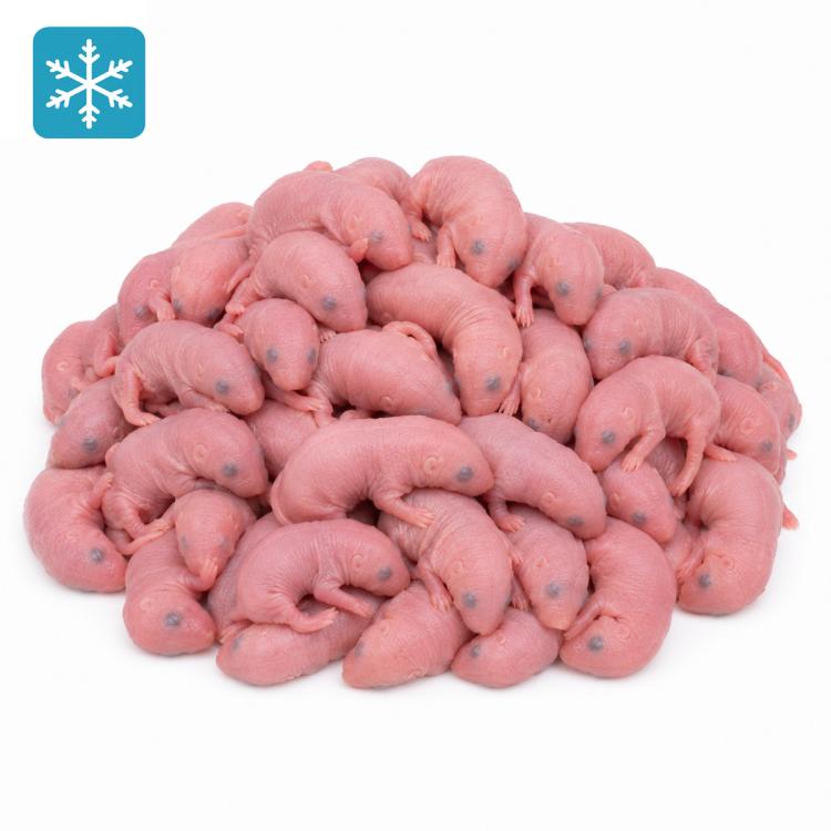 Babyratten 4-10g - Frostfutter
