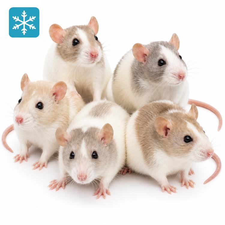 Ratte Jumbo ab 340g (plus) - Frostfutter