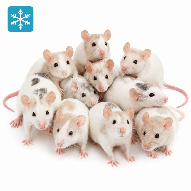 Ratte Klein 50-90g - Frostfutter