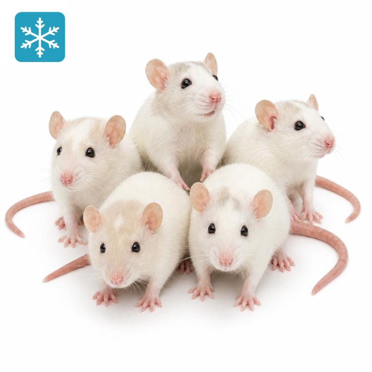 Ratte Large 200-250g - Frostfutter