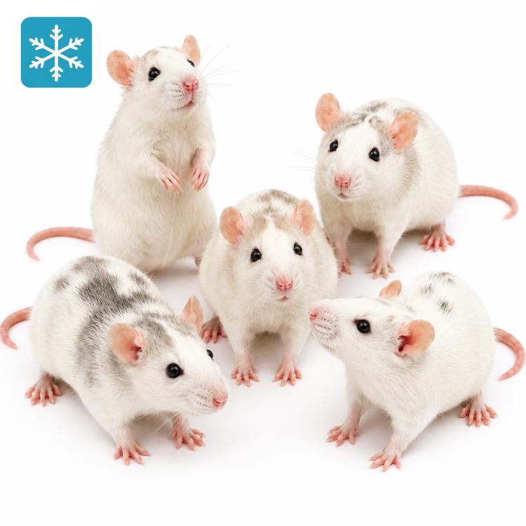 Ratte Medium 120-150g - Frostfutter
