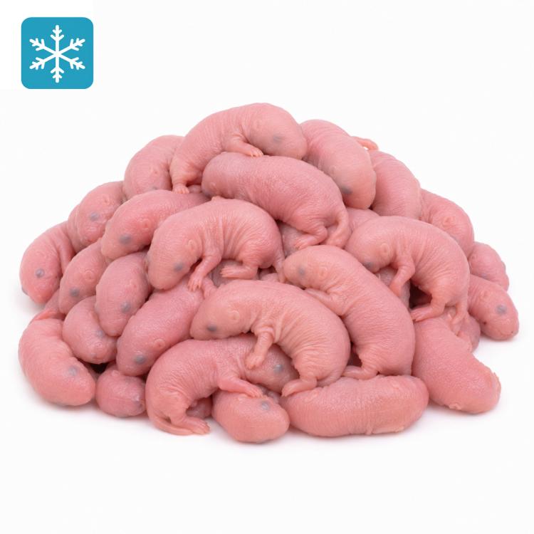 Ratte Mini 11-20g - Frostfutter