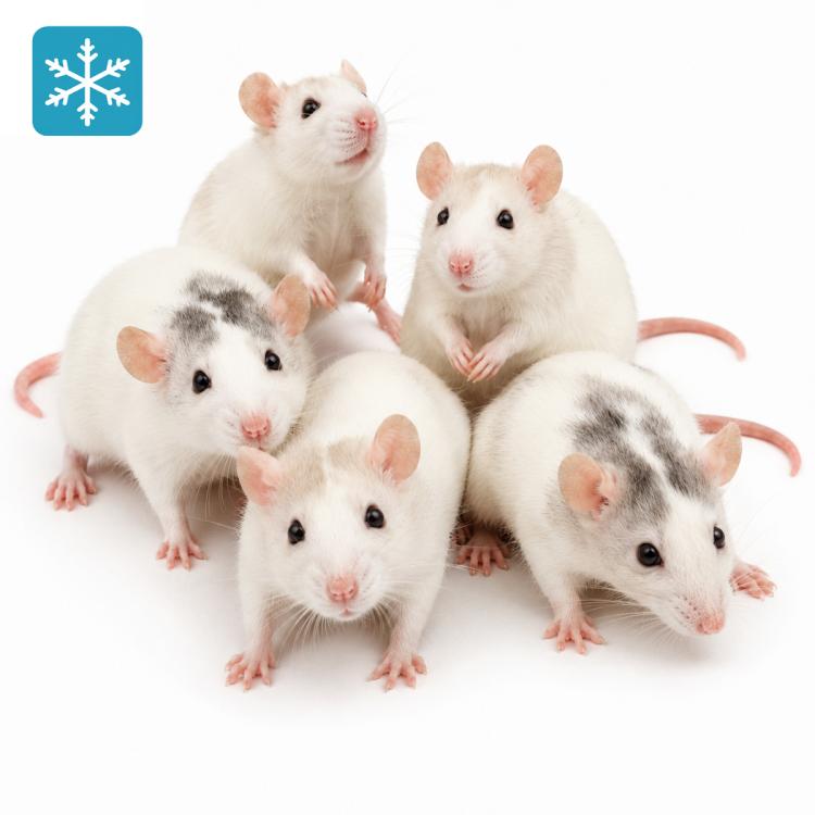 Ratte Mittel 90-120g - Frostfutter