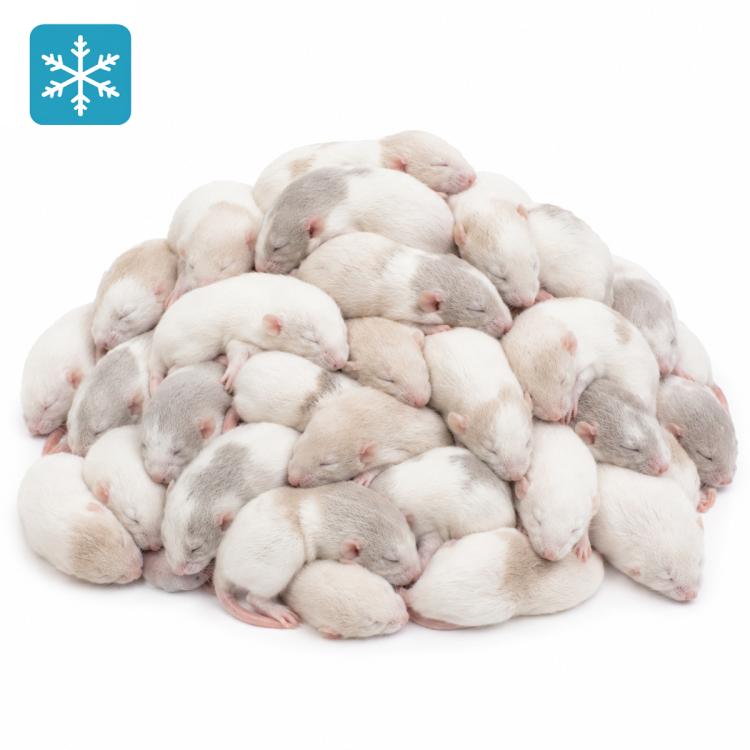 Ratte Specky 20-30g - Frostfutter
