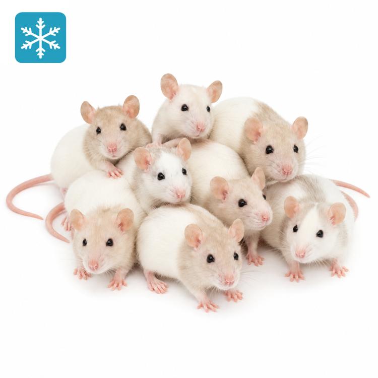 Ratte Springer 30-50g - Frostfutter