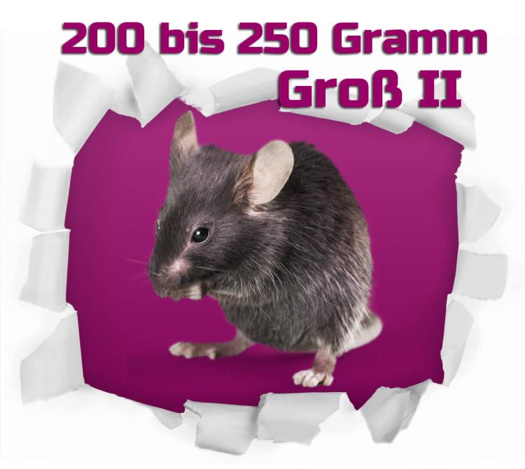 Ratten Groß 200-250 Gramm 50 Stück