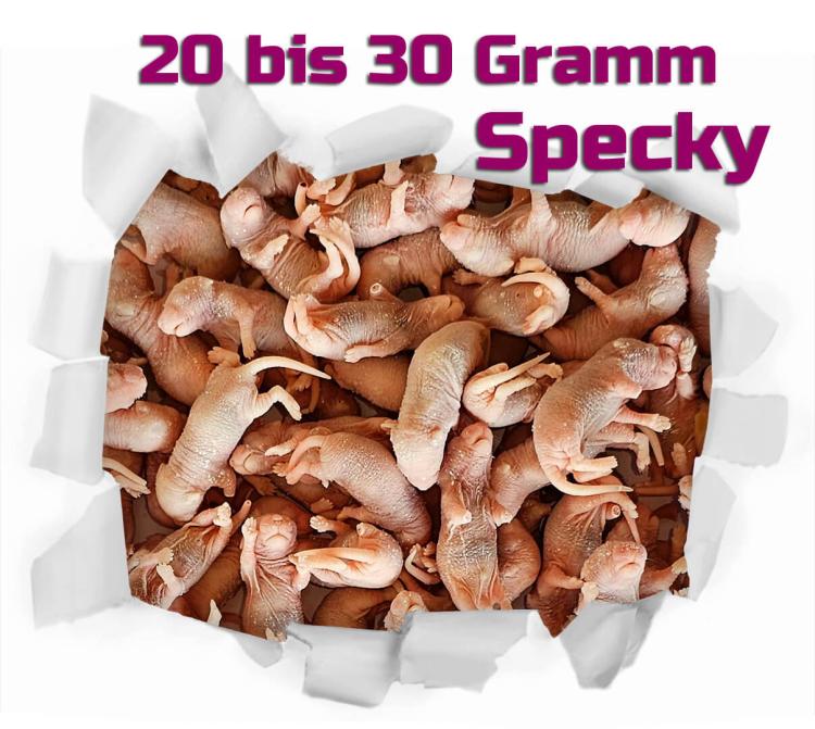Ratte Specky 20-30g 50 Stück