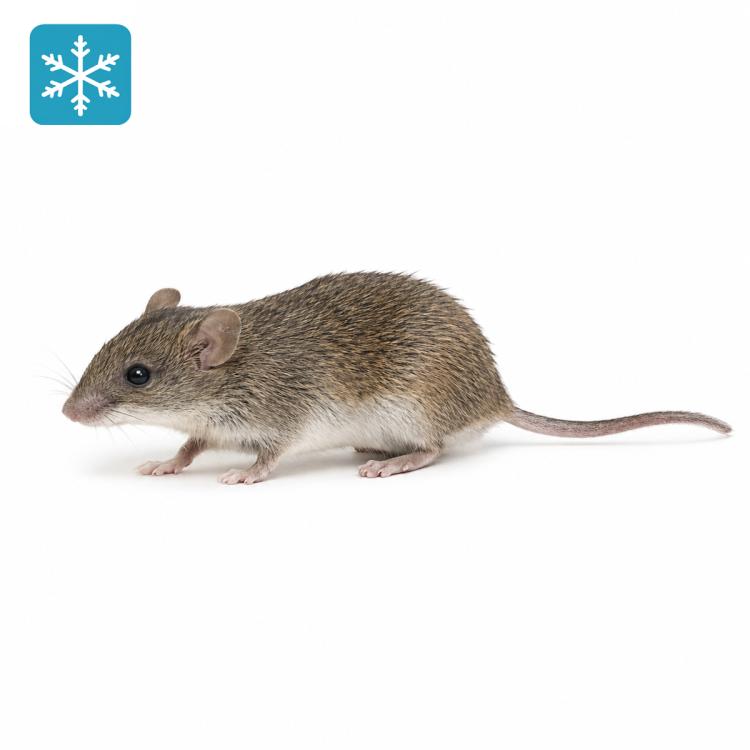 10g (+/-) Vielzitzenmäuse 10 Stück
