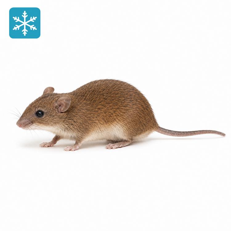 20g (+/-) Vielzitzenmäuse 10 Stück