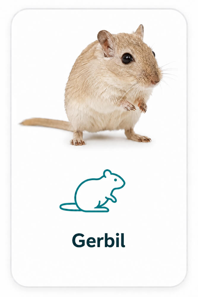 Gerbil - Frostfutter | Futtertiere für Reptilien und Schlangen